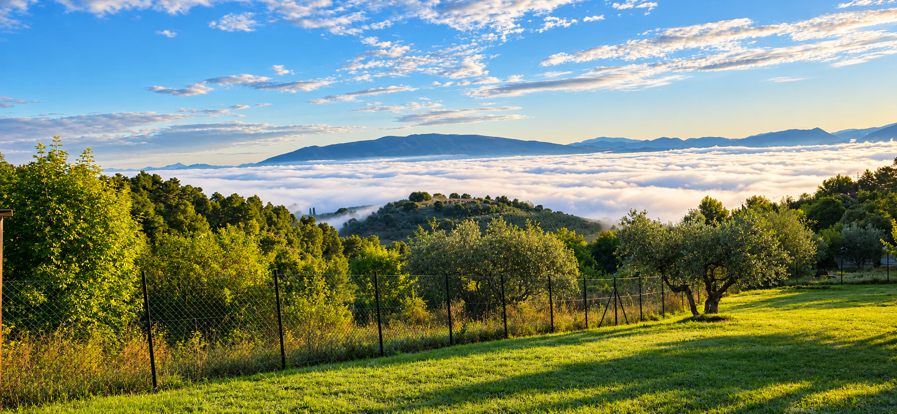 Golden Morning View